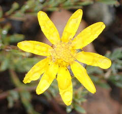 Osteospermum polygaloides polygaloides