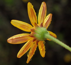 Osteospermum polygaloides polygaloides