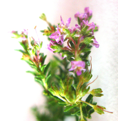 Agathosma serpyllacea