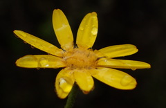 Osteospermum polygaloides polygaloides