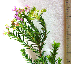 Agathosma serpyllacea