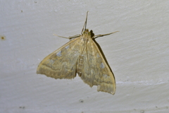 Mnesictena marmarina