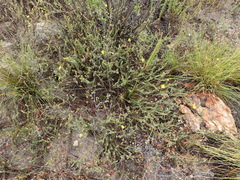Osteospermum polygaloides polygaloides