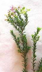 Agathosma serpyllacea