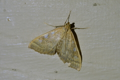 Mnesictena marmarina