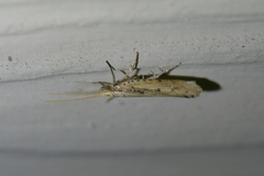 Orthenches chlorocoma