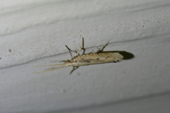 Orthenches chlorocoma