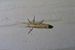 Orthenches chlorocoma