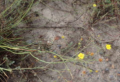 Osteospermum bolusii