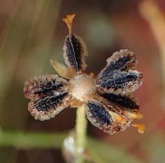 Osteospermum bolusii