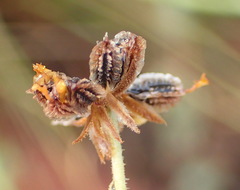 Osteospermum bolusii
