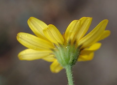 Osteospermum bolusii