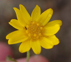 Osteospermum bolusii