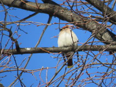 Bombycilla garrulus