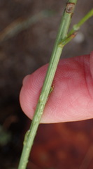 Osteospermum bolusii