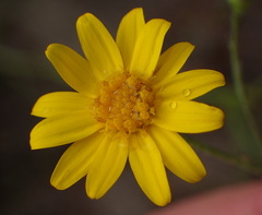 Osteospermum bolusii