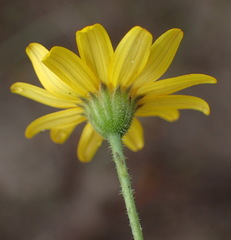 Osteospermum bolusii