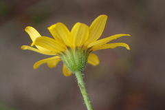 Osteospermum bolusii