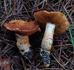Cortinarius rubiginosus