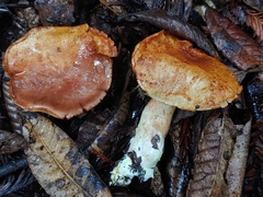 Cortinarius rubiginosus