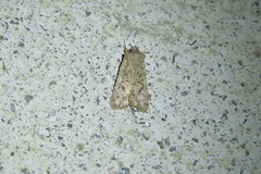 Ichneutica morosa