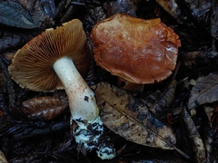 Cortinarius rubiginosus