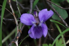 Viola alba dehnhardtii