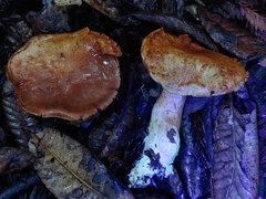 Cortinarius rubiginosus
