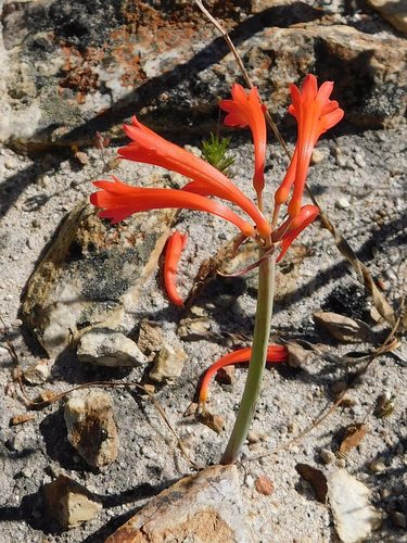 Cyrtanthus collinus