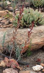 Adromischus inamoenus