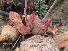 Adromischus inamoenus