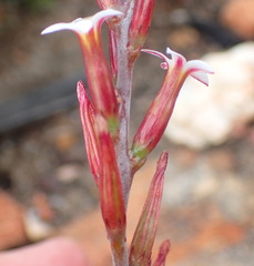 Adromischus inamoenus