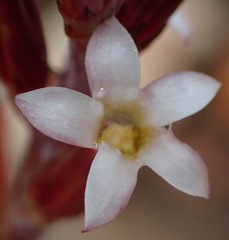 Adromischus inamoenus
