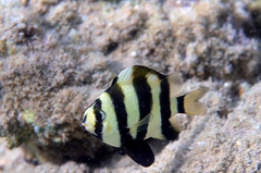 Amblypomacentrus annulatus