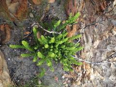 Phylica paniculata