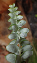 Phylica paniculata