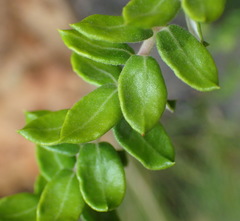Phylica paniculata