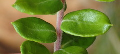 Phylica paniculata