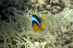 Amphiprion bicinctus
