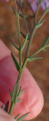 Chaenostoma subnudum