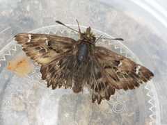 Carcharodus tripolina