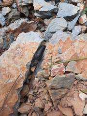 Physomeloe corallifer