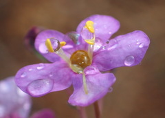 Chaenostoma subnudum