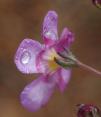 Chaenostoma subnudum