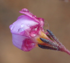 Chaenostoma subnudum