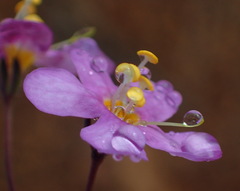 Chaenostoma subnudum