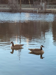 Branta canadensis parvipes