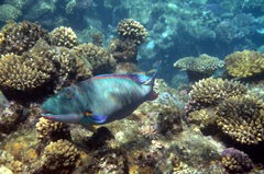 Cetoscarus bicolor