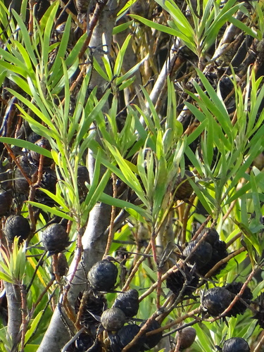Image of Leucadendron conicum by (c) Shaun Swanepoel, some rights reserved (CC BY)