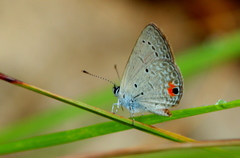 Eicochrysops messapus
